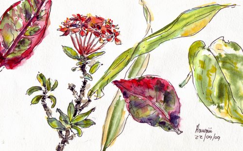 Some sketches seed pods and flowers picked up from the ground